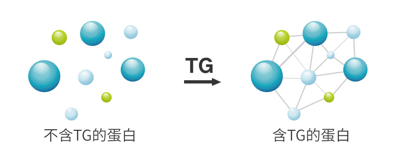 TG酶-作用原理